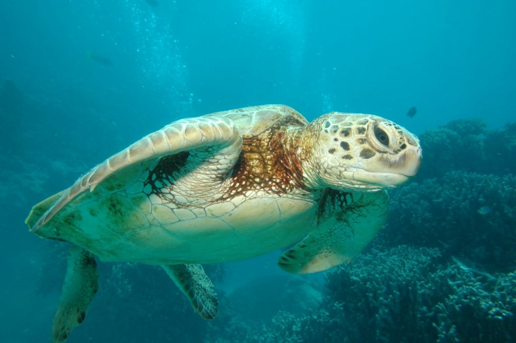 greta barrier reef. Things to do.
