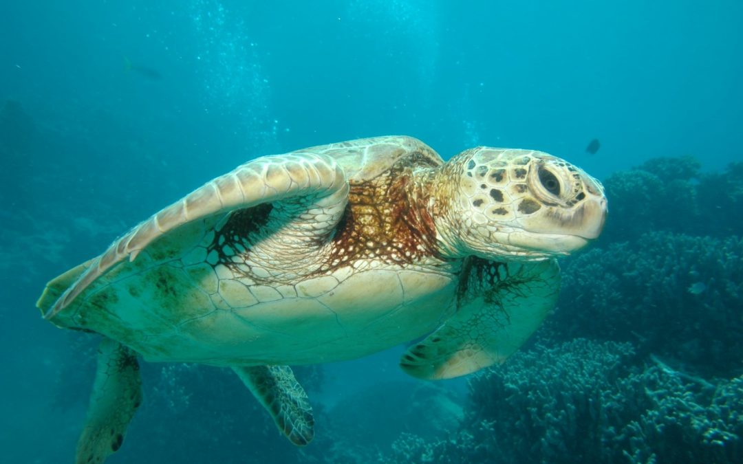 5 Things to Do at Great Barrier Reef