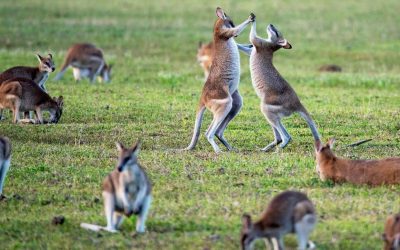 Exploring Three of the Best Places to Find Wildlife.