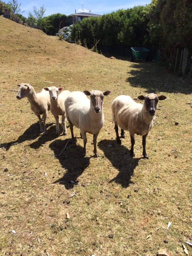 sheep in New Zealand. a travel blog