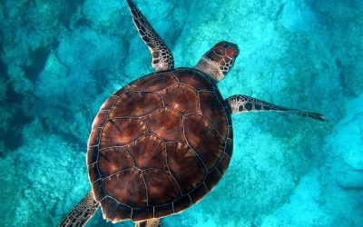 8 Reasons to Visit Australia In 2019