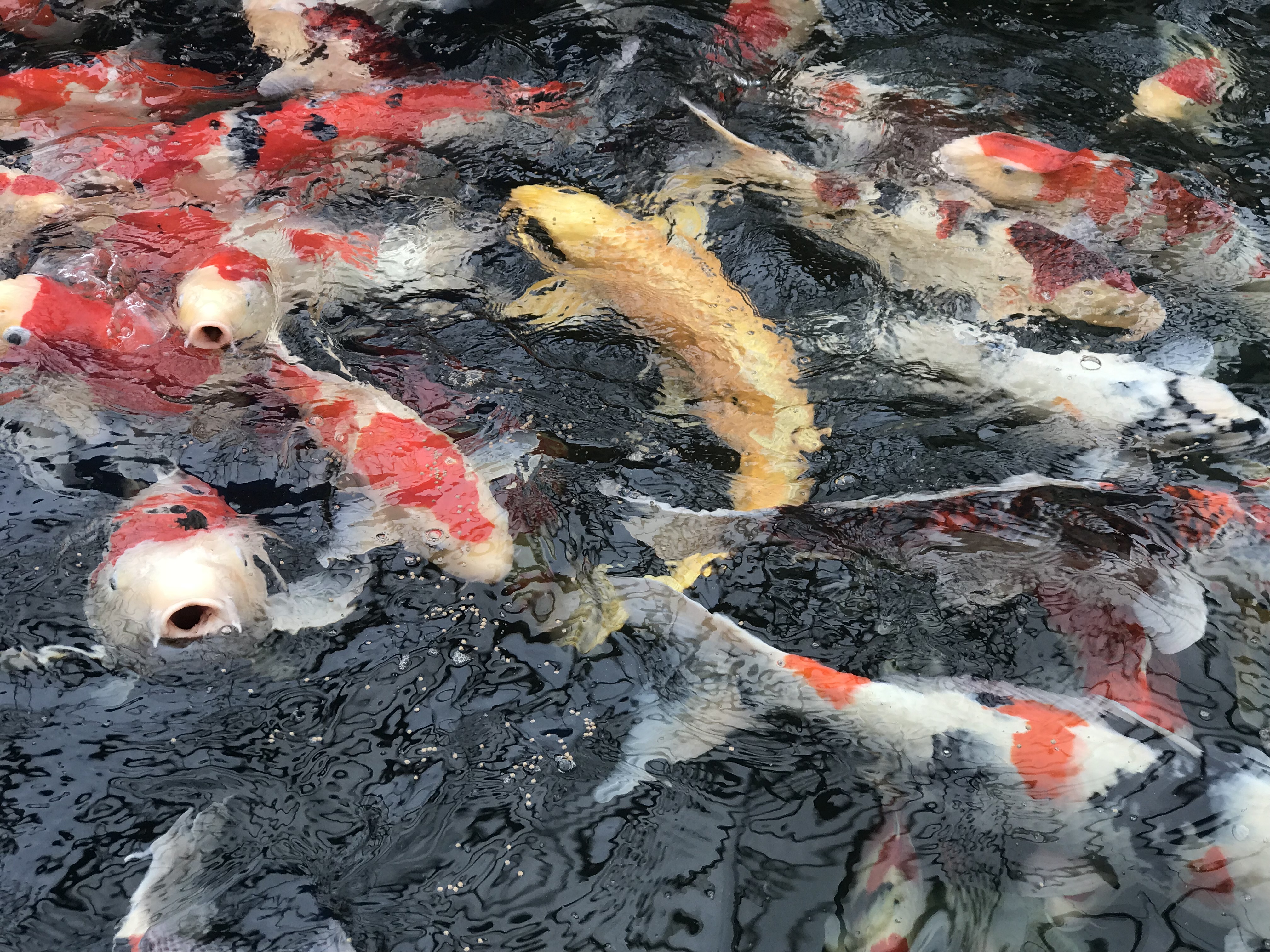 Visiting Japan on a budget. Things to do. A carp farm