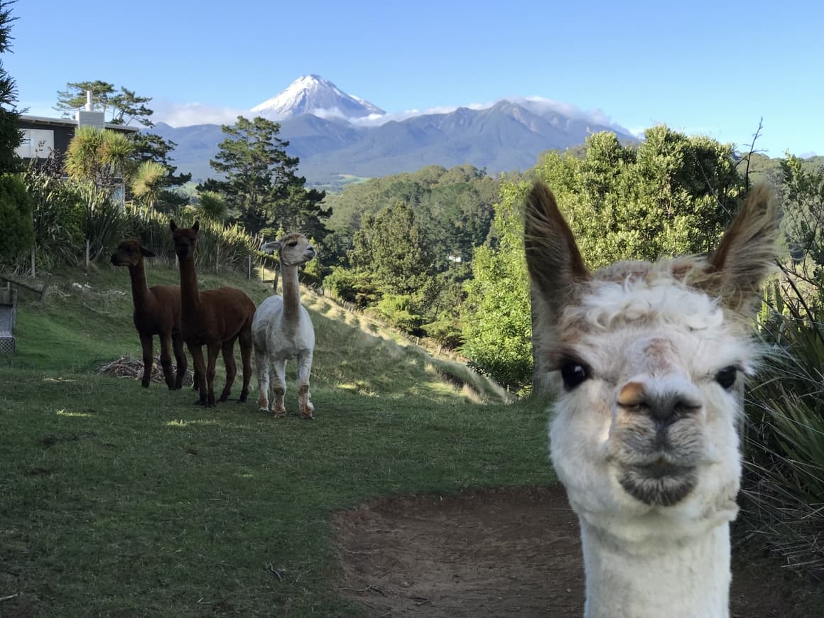 Alpacas in New Zealand.