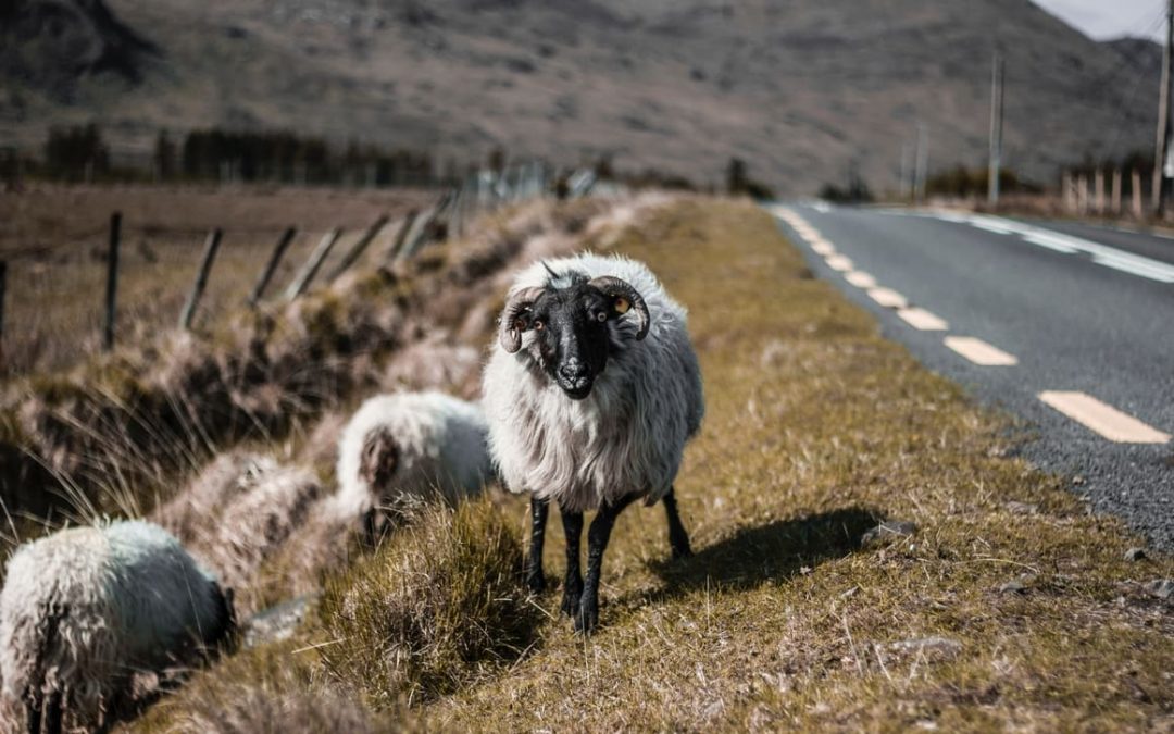 Planning a Trip to Ireland. How To Avoid Looking Like A Fec*kin Eejit