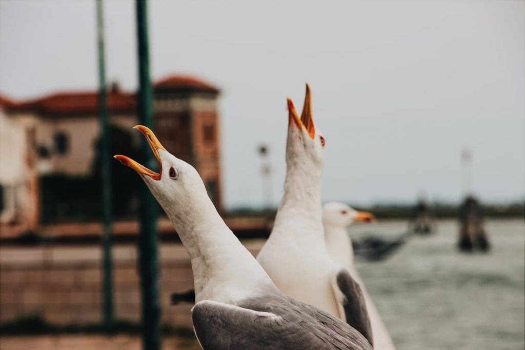 seagulls in Venice. 