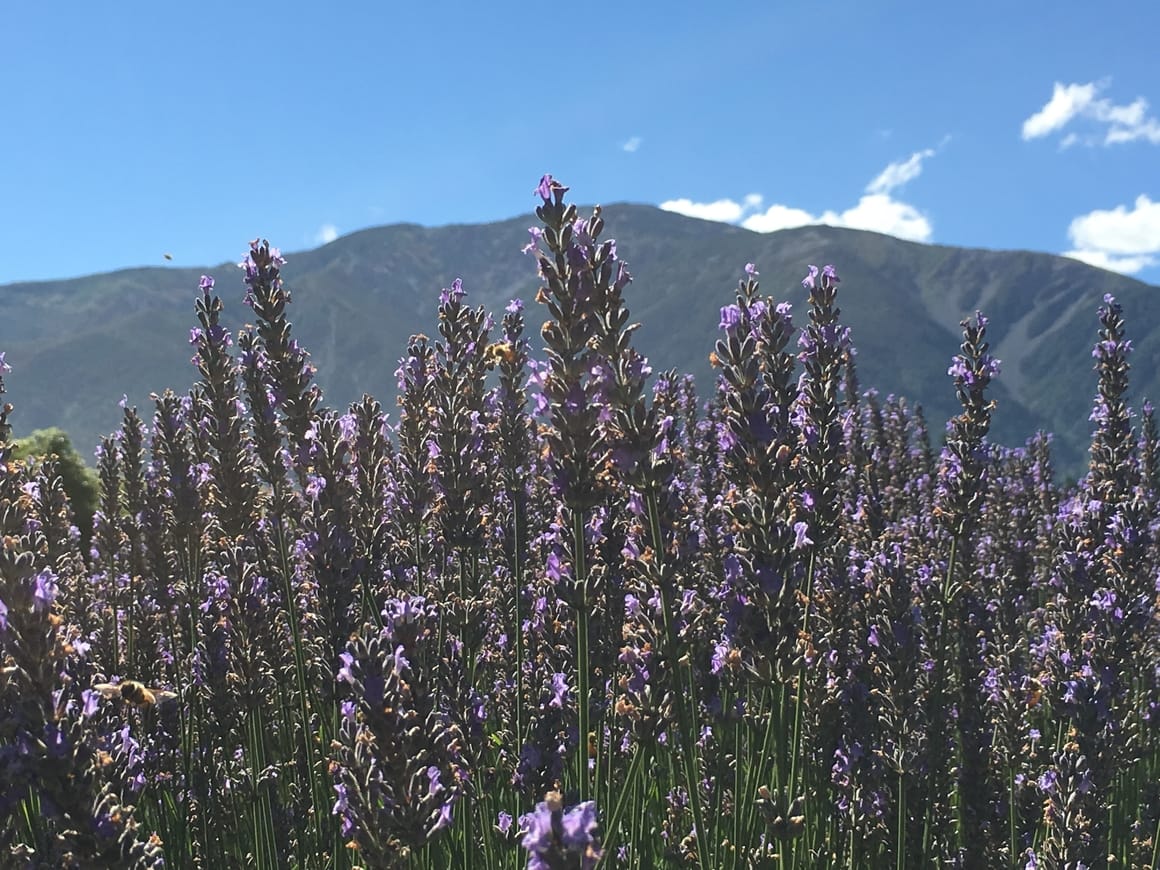 Lavender field in New Zealand