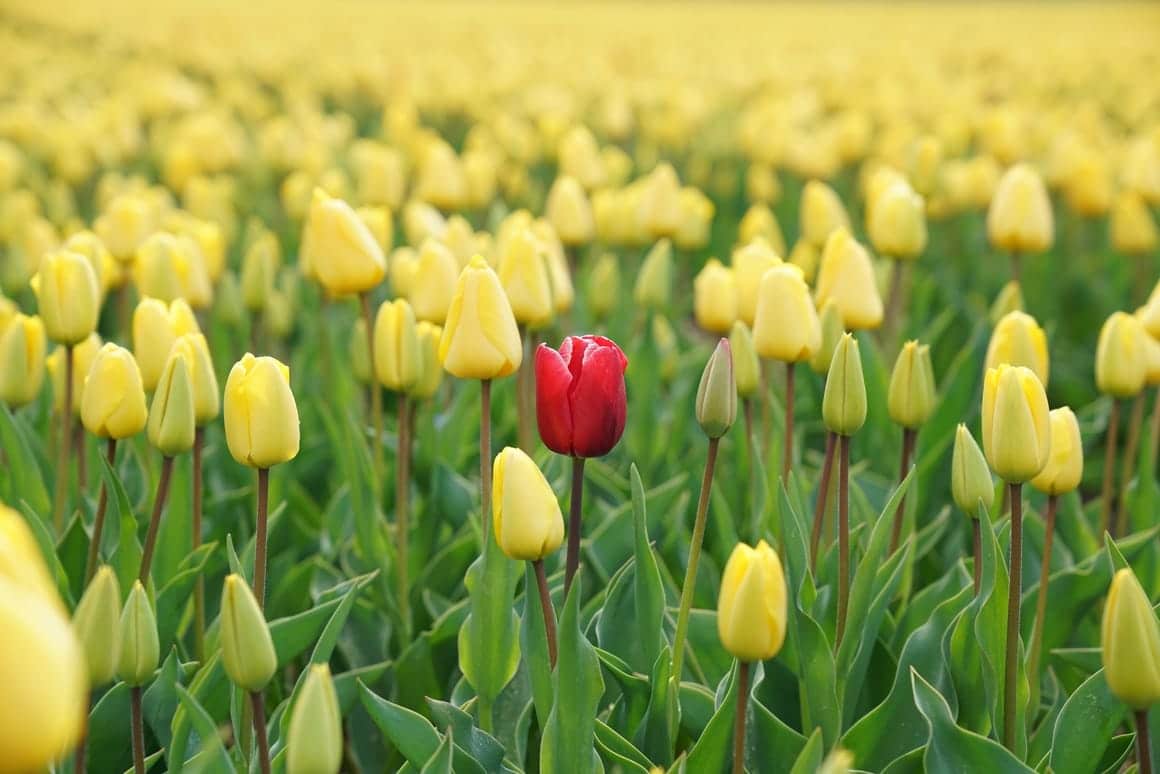 A red poppy in a field of yellow poppies