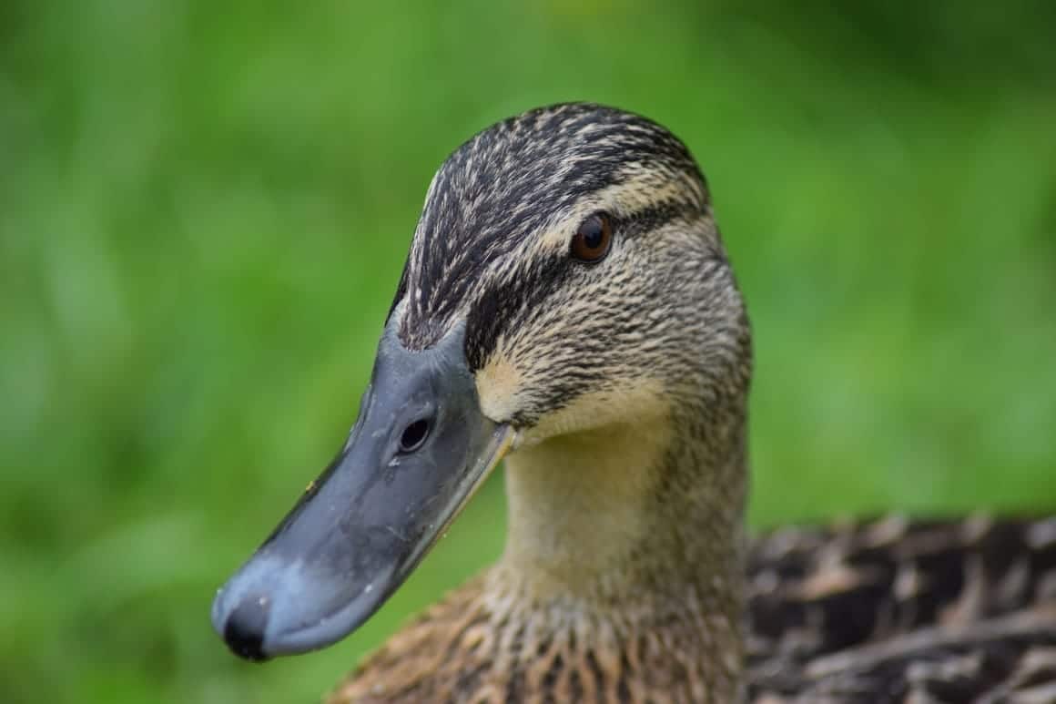 a duck