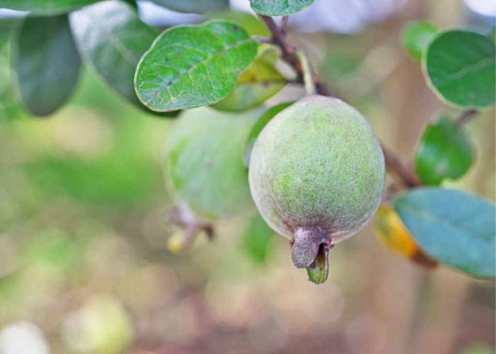 Feijoa tree in New Zealand. Unusual things in New Zealand 