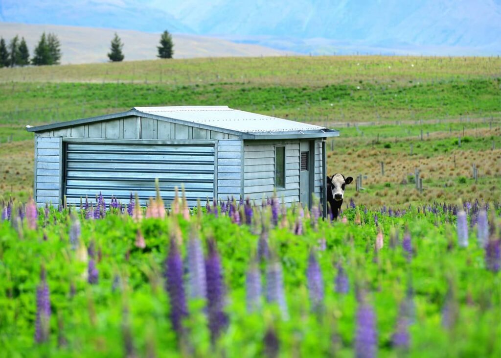 House in New Zealand with a cow looking around the corner. Are New Zealand people kind?