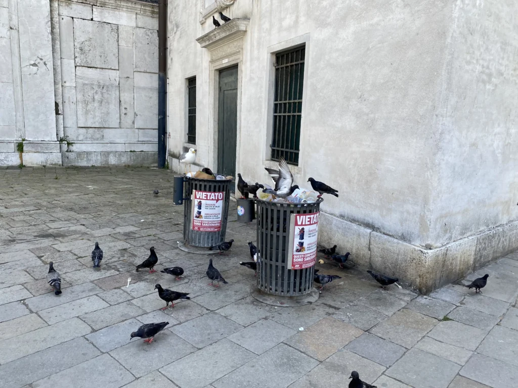 Pigeons in Venice. Italy Travel tips. What not to do in Italy
