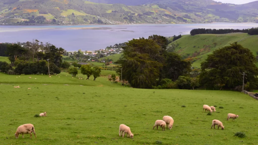 New Zealand countryside
