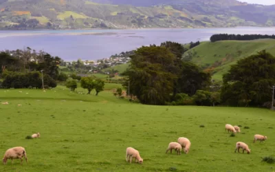 7 Things You WON’T Miss When You Move To New Zealand