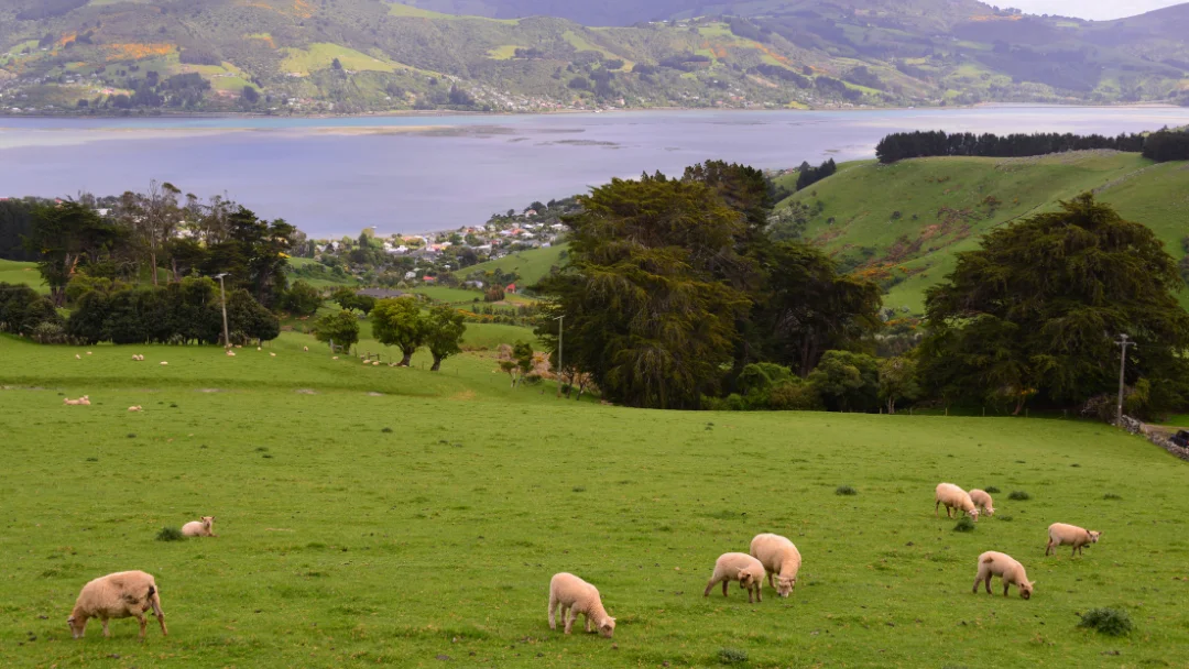 7 Things You WON’T Miss When You Move To New Zealand