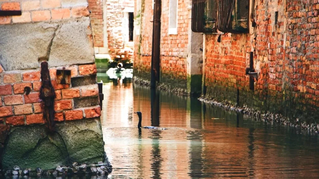 Black bird swimming in the canal in Venice
