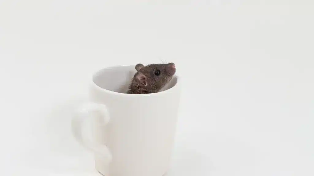 A rat in a cup. Housesitting review.