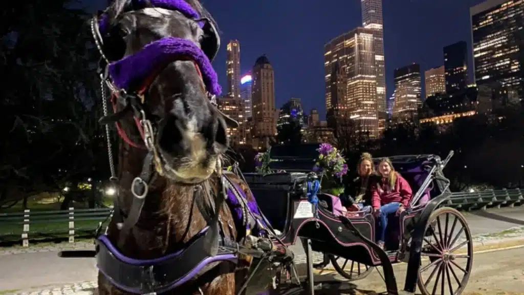 Horse and carriage in Central Park in NYC