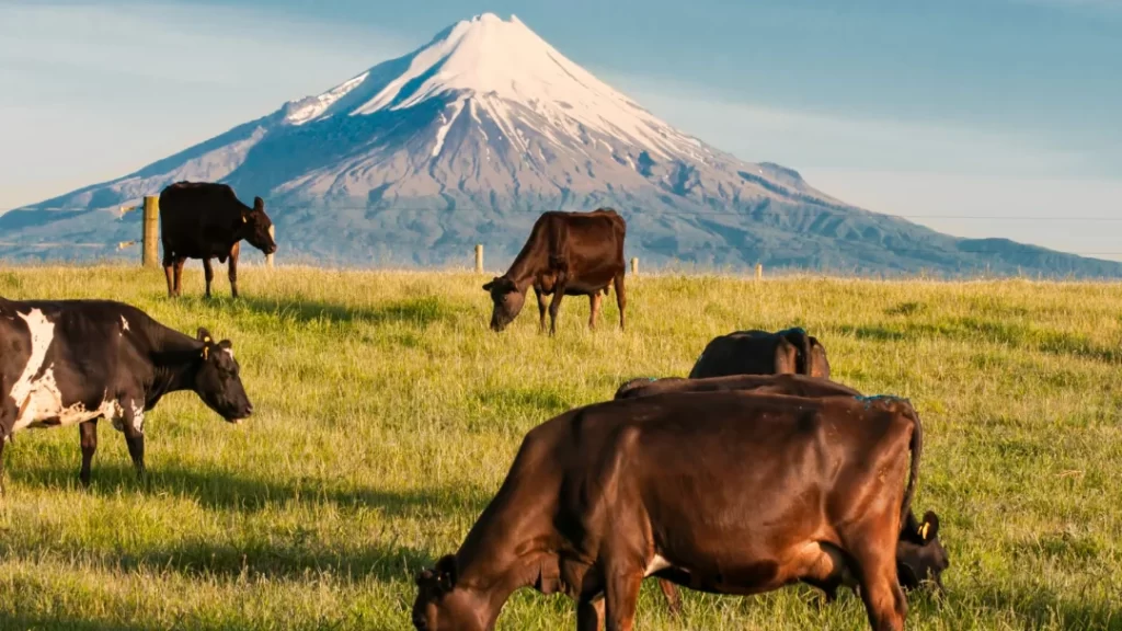 Cows grazing in front of Mt Taranaki, New Zealand 