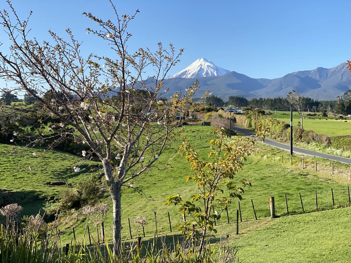 Cherry tree in front of Mountain in New Zealand