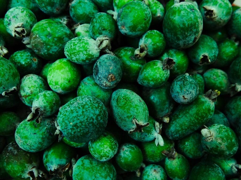 feijoa fruit. Food in New Zealand