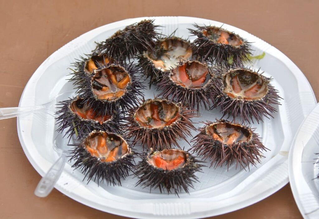 sea urchin, Kina a food of New Zealand