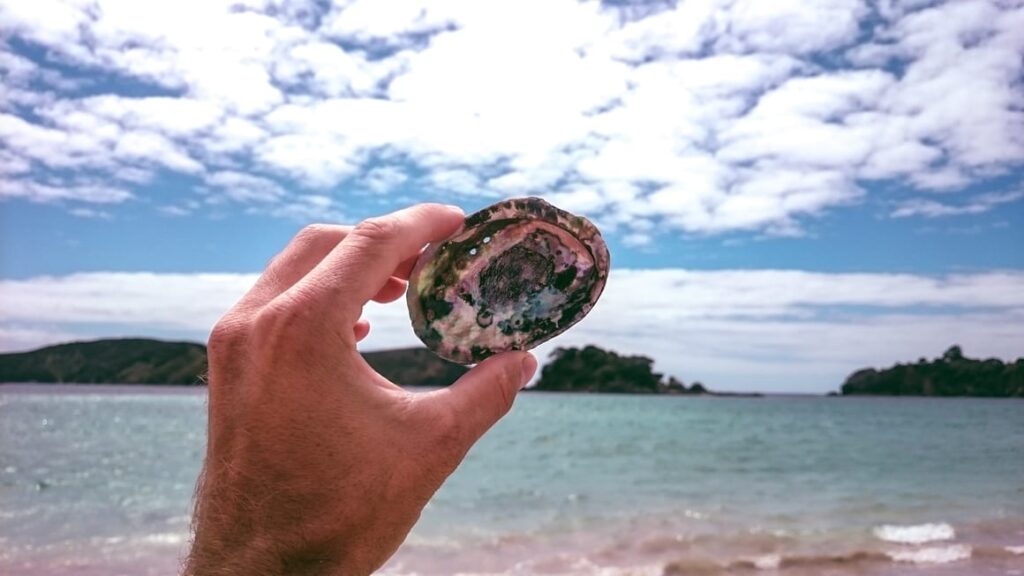 Paua shell from New Zealand