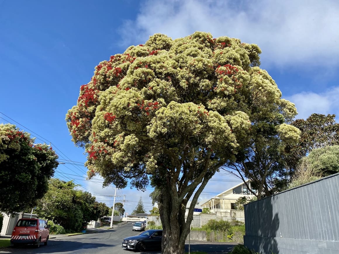 Pahutakowa tree in New Zealand