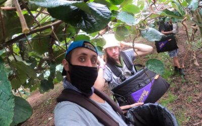 Working For A Year In New Zealand