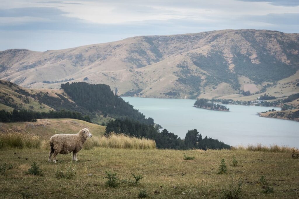 Sheep standing in a field in New Zealand