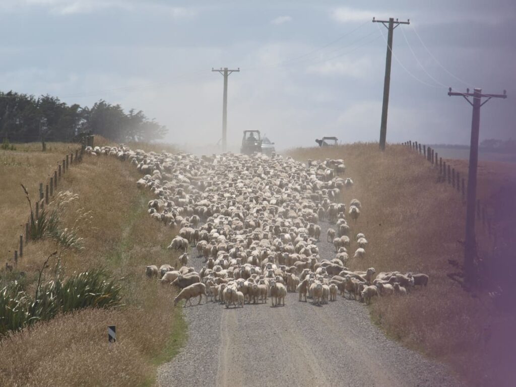 Shepp on road in New Zealand