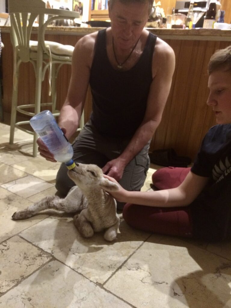 Homeschooling dad feeding a lamb