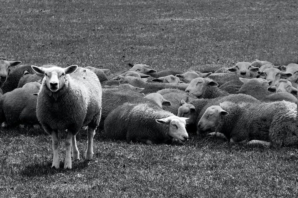 One sheep standing out from the rest. Different homeschooling moms