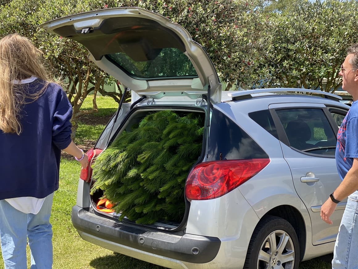 Christmas tree in the back of a car in  New Zealand